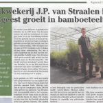 Bedrijven 26 05 Boomkwekerij J.P. van Straalen groeit in bamboeteelt