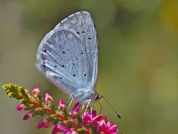 Boomblauwtje