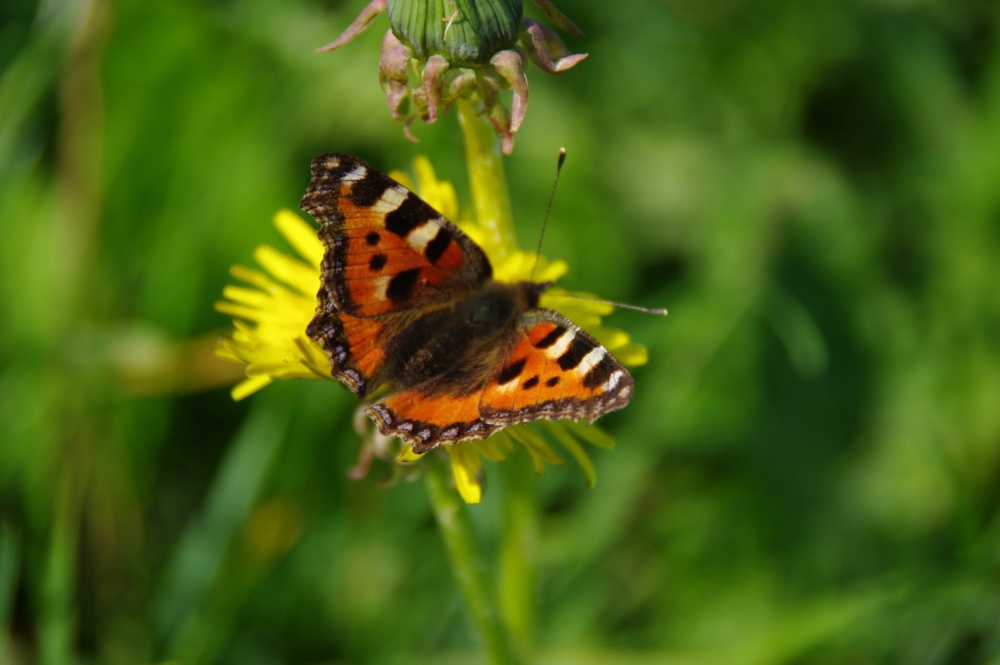 Kuinderbos is walhalla voor vlinderaars: nieuw record op grote telling