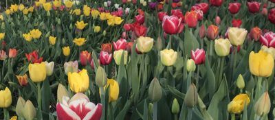 de routes van het Profytodsd Tulpenfestival zijn bekend!