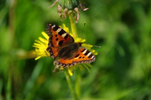 Vlinderliefhebbers gezocht voor tellen in Kuinderbos op 20 juli