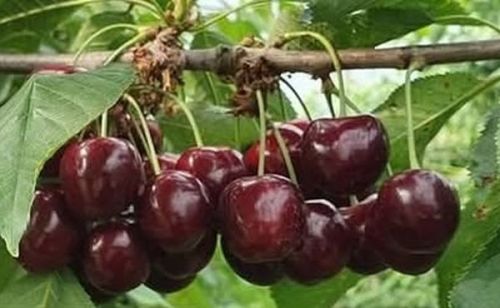 Kersenfestival in Luttelgeest bij Fruitbedrijf Hoekstra op zaterdag 5 juli.