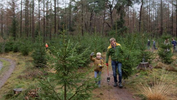 ZAAG JE EIGEN KERSTBOOM BIJ STAATSBOSBEHEER IN HET KUINDERBOS.