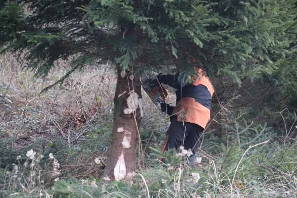 Kerstboom voor de Tweede Kamer komt dit jaar weer uit het Kuinderbos.