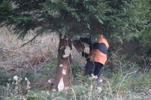 Kerstboom voor de Tweede Kamer komt dit jaar weer uit het Kuinderbos.