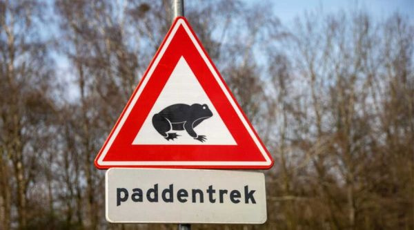 VOORHOEDE PADDEN EN KIKKERLEGER KOMT OP STOOM !!