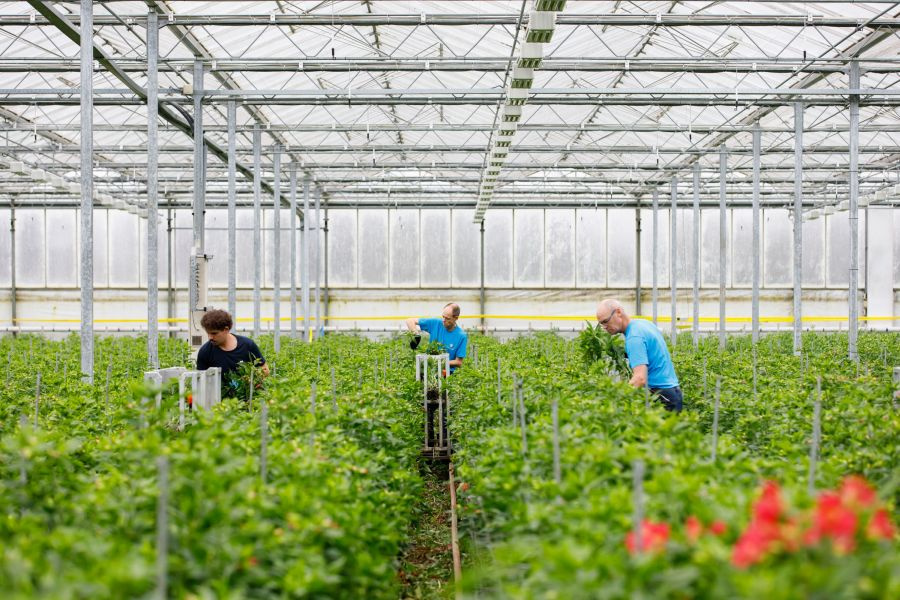 Vijf kwekers in Noordoostpolder openen hun deuren tijdens Kom in de Kas