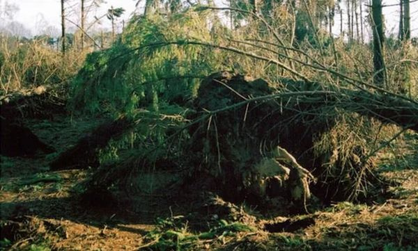 Klimaatweek, excursie in Kuinderbos over klimaatverandering en natuurbeheer