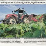 4 08 bedrijvenaardbeiplanten rooien bij henselmans