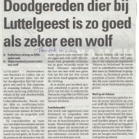 wolf 11 07 2013 doodgereden dier zo goed als zeker wolf wolf 11 07 2013 doodgereden dier zo goed als zeker wolf