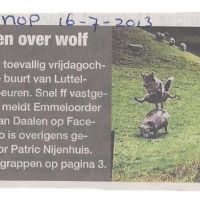 wolf 16 07 2013 wolven grappen wolf 16 07 2013 wolven grappen