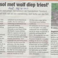 wolf 30 10 2013 faunabeheer gesol met wolf diep triest wolf 30 10 2013 faunabeheer gesol met wolf diep triest