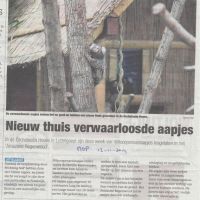 bedrijven12 11 201414 nieuw thuis verwaardloosde aapjes bedrijven12 11 201414 nieuw thuis verwaardloosde aapjes