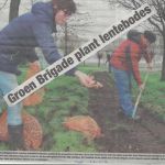 algemeen 25 11 15 groenbrigade plant lentebordes