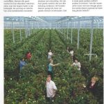 bedrijven 06 2017 rozenkwekerij bernhard 1