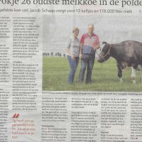 Bedrijven 28 07 21 Fokje oudste melkkoe in de Polder. Jacob Schaap